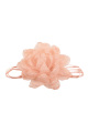 Rose Image3