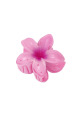 Rose Image9