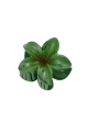 Vert Image5