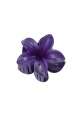 Violet Image8