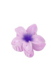 Violet clair Image2