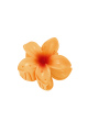 orange Image7