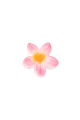 Rose bébé Image2