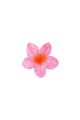Rose Image3