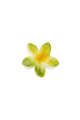 Vert Image4