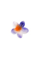 Violet Image5