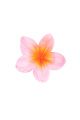 Rose bébé Image3