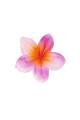 Rose Image4