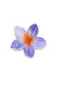 Violet Image6