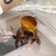 couleur caramel Image2