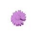Violet Image3
