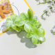 Vert pomme Image6
