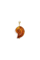 Ambre